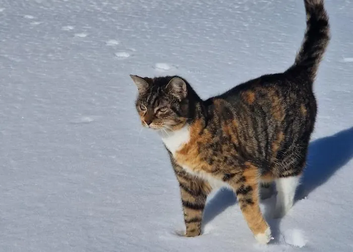 Pa Bondegard, Med Batutleie Dom wakacyjny